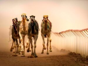 Tan-Tan prépare sa 19ᵉ édition : Magie de la Tbourida et mélodies du désert